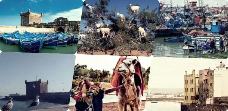 A collage pictures of port essaouira with camel men and goats on the tree